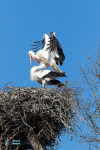 Cigogne blanche accouplement