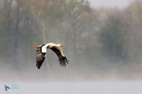 Cigogne blanche