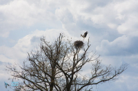 Cigogne blanche