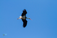 Cigogne noire
