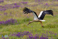 Cigogne blanche