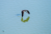 Cigogne noire