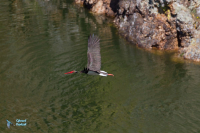 Cigogne noire