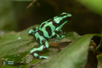 Dendobates auratus