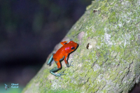 Dendrobates granuliferus