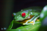 Grenouille aux yeux rouges-