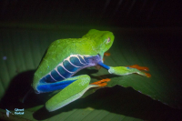 Grenouille aux yeux rouges.