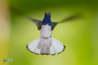 Colibri jacobin