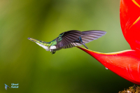 Colibri jacobin