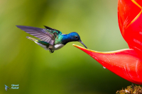 Colibri jacobin