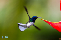 Colibri jacobin