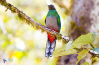 Quetzal resplendissant. Femelle