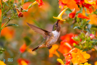 Colibri scintillant