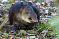 Tapir de baird