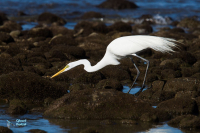 Grande aigrette