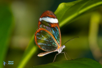 ithomia patilla Ithomidae