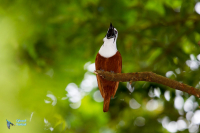 Araponga tricaronculé