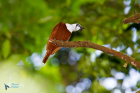 Araponga tricaronculé