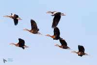 Dendrocygne à ventre roux