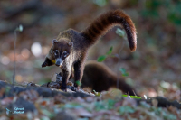 Coati brun