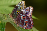 Morpho peleides  Morphidae
