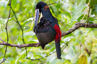 Aracari à collier