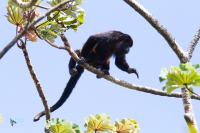 Singe hurleur à manteau