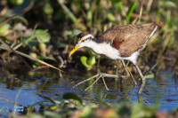 Jacana d'Amérique