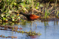 Jacana d'Amérique