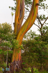 Eucalyptus