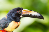 Aracari à collier