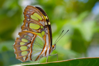 Papillon Malachite.