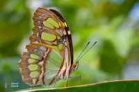 Papillon Malachite.
