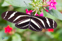 Heliconius charitonius