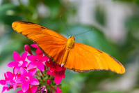 Dryas Julia  Heliconidae