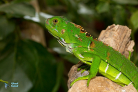 Iguane vert