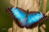 Morpho peleides  Morphidae