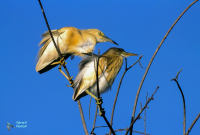 Crabier chevelu