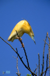Crabier chevelu