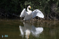 Cygne chanteur