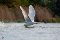 Cygne tuberculé