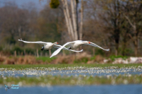 Cygne tuberculé