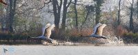 Cygne tuberculé