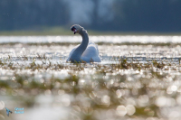 Cygne tuberculé