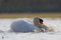 Cygne tuberculé