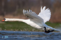 Cygne tuberculé