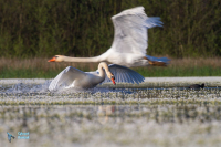 Cygne tuberculé