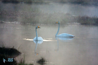 Cygne chanteur