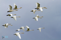 Cygne chanteur