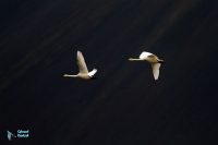 Cygne chanteur